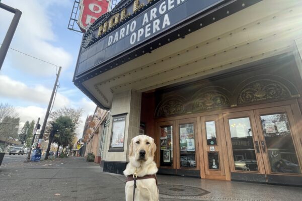 Yellow, short-coated cross, Ira, sits in front of the Hollywood Theater in his harness. There is a marquis board behind him and a big red sign that says "Hollywood."