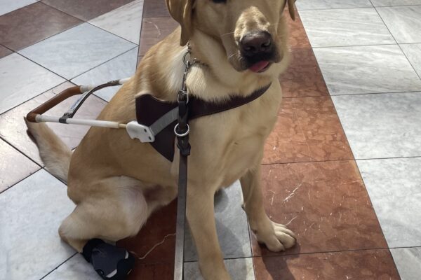 Dean sits on a white and brown tile floor facing the camera in harness while wearing booties on his back feet. He has his tongue slightly hanging out the front of his mouth.