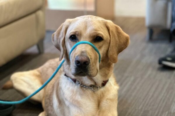 Kale, a male yellow labrador, lays on a striped carpet, looking regally into the camera with his front feet crossed.