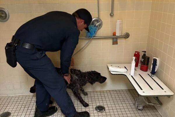 Black Lab Taffy getting her first bath at the fire station.