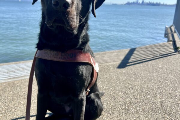 Winchell is sitting in front of the camera wearing his guide dog harness. The bay and the San Francisco skyline is behind him.