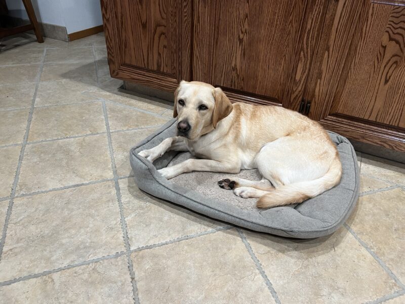 Penelope, a female yellow labrador, lays on a grey dog bed in her foster family's home.  She is looking off to the left of the camera.