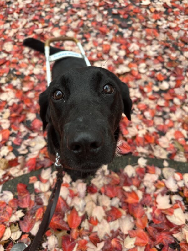 <p>Petite Black Lab/Golden cross Freya stands with her front feet on a curb in a top-down view. She is wearing a leather guide dog harness and is surrounded by bright red fall leaves on the ground that fill the entire photo.</p>