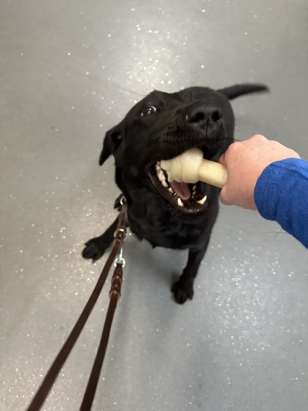 <p>Black Lab/Golden cross Freya is wide-eyed and happy as she grabs onto a bone held by her instructor’s hand. She’s attached to a leather leash and standing on gray tile.</p>