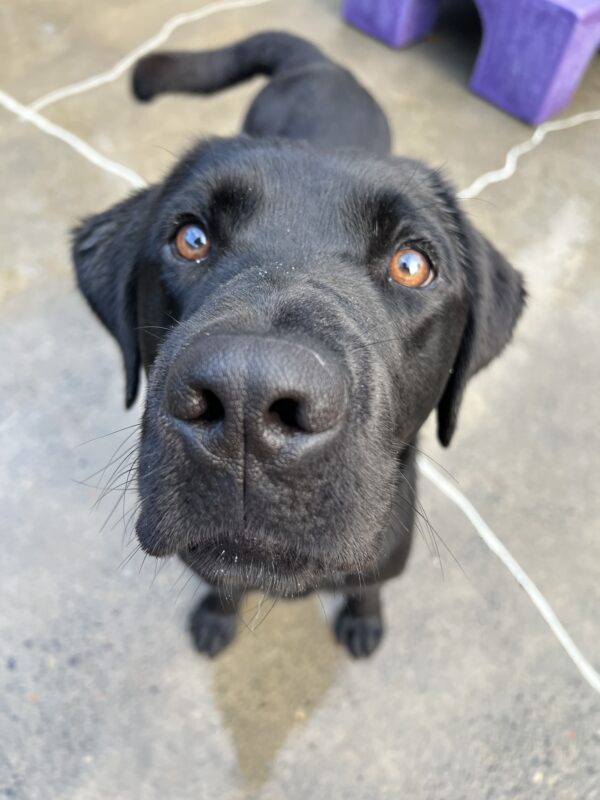 In this picture, the focus is on Dwayne's snout while he lovingly looks up into the camera during community run.