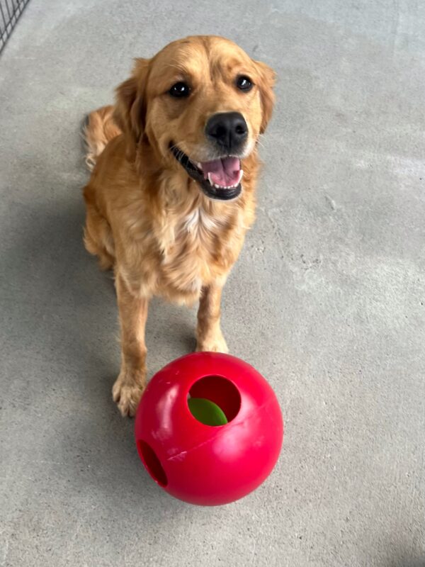 BettyRose is sitting in the community run area. There is a red Jollyball at her feet and she is looking up toward the camera.