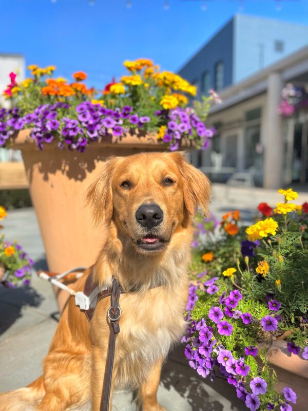 Bayou, a long coated male yellow lab/golden cross, sits between two planters of colorful flowers. He is wearing a leather GDB harness and smiling at the camera.