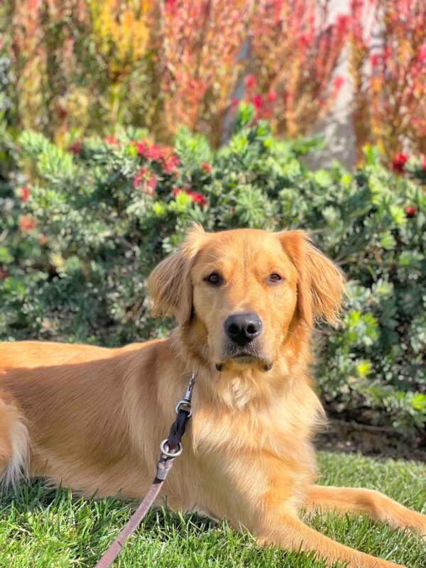 Bayou, a long coated male yellow lab/golden cross lies on green grass with green and red foliage behind him. He looks stoically at the camera.
