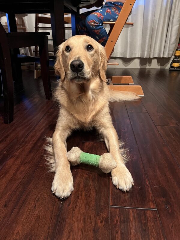<p>Ari, a male golden retriever, lays on a hardwood floor looking to the left of the camera, with a green nylabone toy between his front feet.</p>