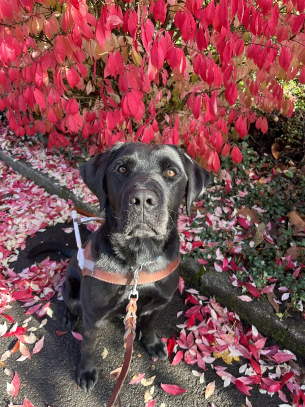 Dwayne sits in front of some bright red fall foliage while wearing his brown leather harness.