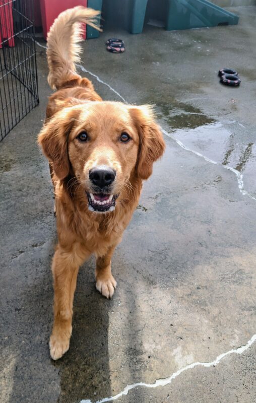 A reddish colored golden trots towards the camera. The sun is reflecting off her coat, giving her a halo of sunlight above her head. She has her mouth open and a black and red gonuts tug ring can be seen behind her.