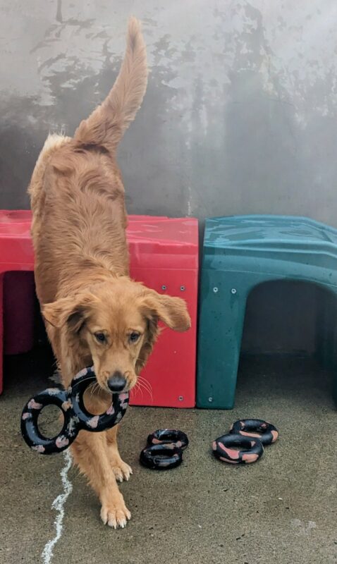 The same reddish golden retriever is hopping off of a play structure with a gonuts figure 8 tug ring in her mouth, her front feel are landing and her tail is flipped up behind her.