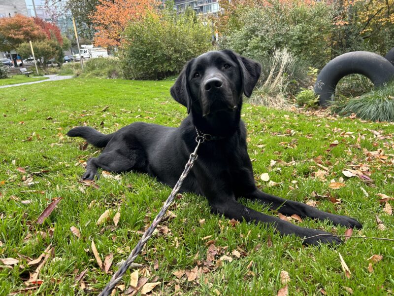 Striking black lab Felipe lays on bright green grass with a variety of fall-colored trees behind him. He has a handsome tilted head and looks straight into the camera.