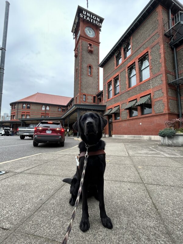 Tall black lab Felipe sits in front of Portland Union Station. The tall train tower with a neon sign, brick building, and many cars are in the background.