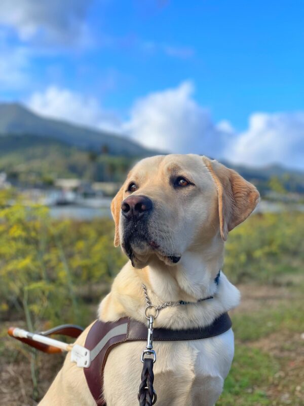 Tiago, a male yellow lab, looks off into the distance while sitting in his leather guide dog harness. The blurred background contains views of a waterfront, blue skies with white clouds, tall green and yellow grasses, and Mount Tamalpais.