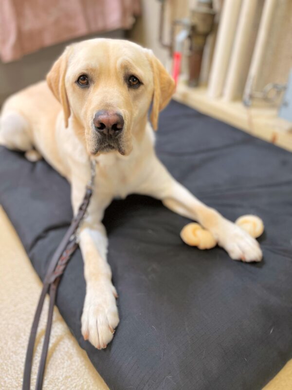 Tiago, a male yellow lab, lies on a black dog bed with a knotted Nylabone under his paw. He is looking directly at the camera with inquisitive, furrowed brows.