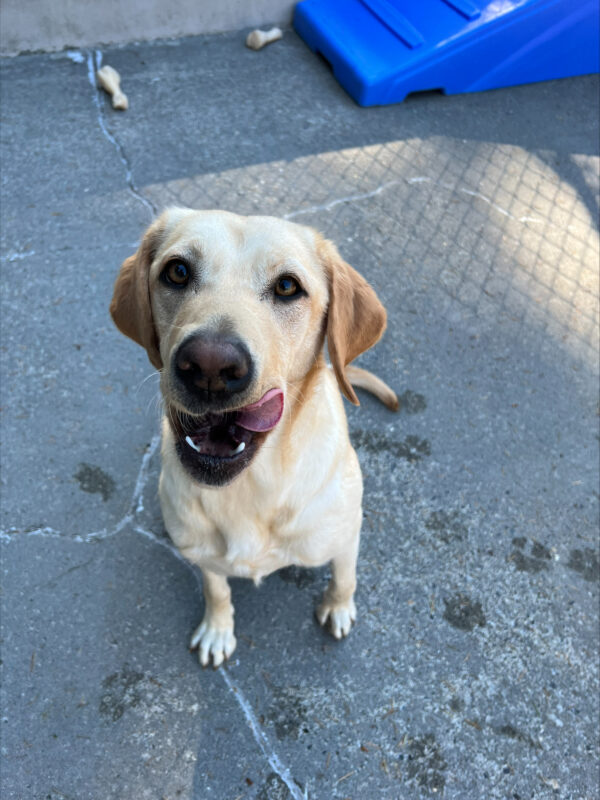 Penelope, a female yellow labrador, looks up at the camera, mouth open and licking her lips. She is in the community run concrete yard and has little wet paw prints all around her.