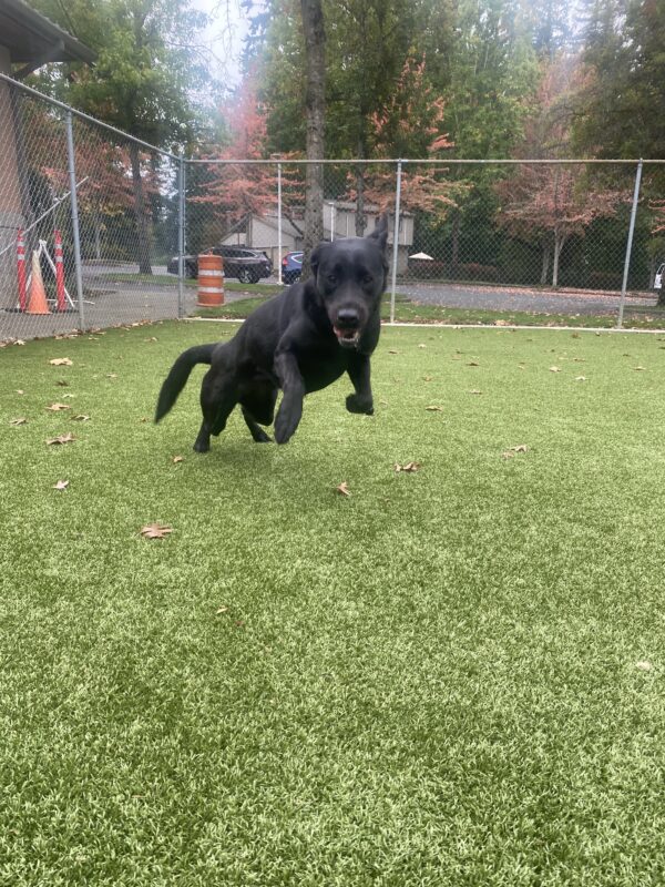 Sparrow, a female black labrador, leaps through the air in the grass play yard on the Oregon campus.