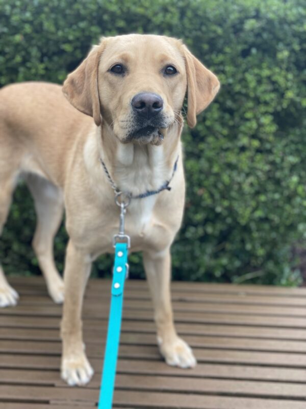 Valerie, a petite yellow lab is standing on a bench with greenery in the background. She is looking intently at the camera with her dark brown eyes, her ears are perked and she has a bubble lip.