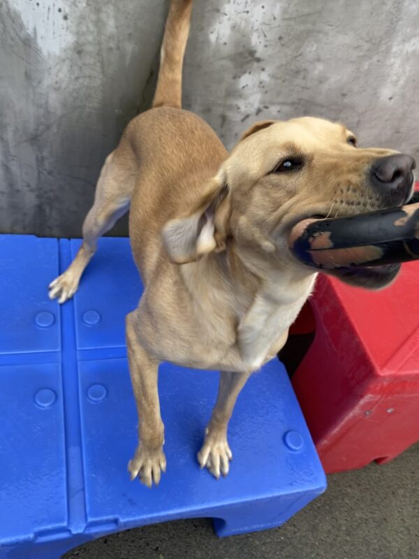 Valerie, a petite yellow lab is standing on a piece of blue play equipment, she is playing tug with a staff member, her ears are flopped backwards and one paw is lifted up.
