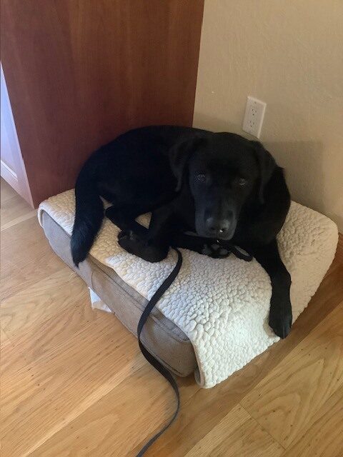 Seger lays on a dog bed with a fleece pad on top. He is in a home environment.