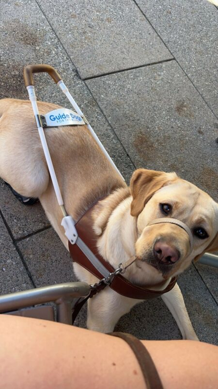 Nikita is lying down on cement wearing her Guide Dogs for the Blind Harness. She is looking up into the camera with a serious look on her face.