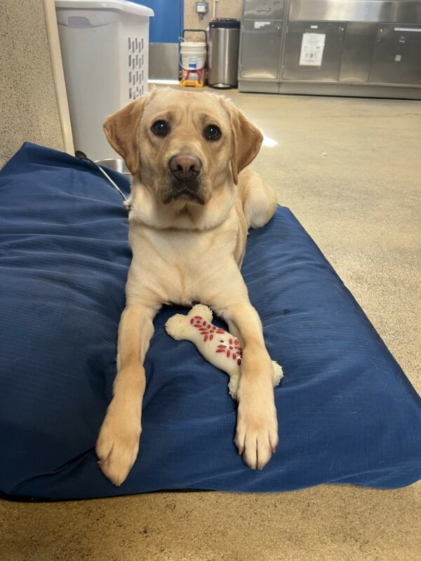 Nikita stares innocently into the camera while lying on a soft blue dog bed with a nylabone in between her front paws.