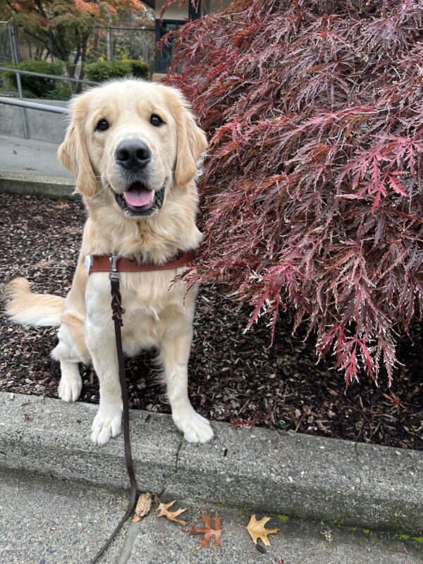 Yellow, long-coated Golden x Labrador Retriever cross Wimbledon sits in bark chips next to a short Japanese maple tree on the Oregon campus. He is wearing a leather guide dog harness body and has his tongue out.