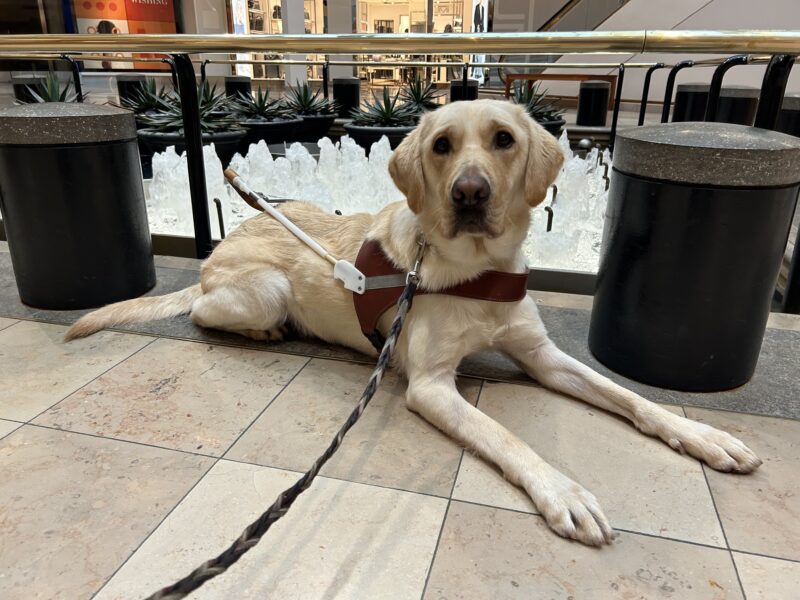 Handsome yellow Labrador Retriever Cliff lies on a tile floor in an indoor mall. A bubbling fountain with spiky green plants are seen in the background.