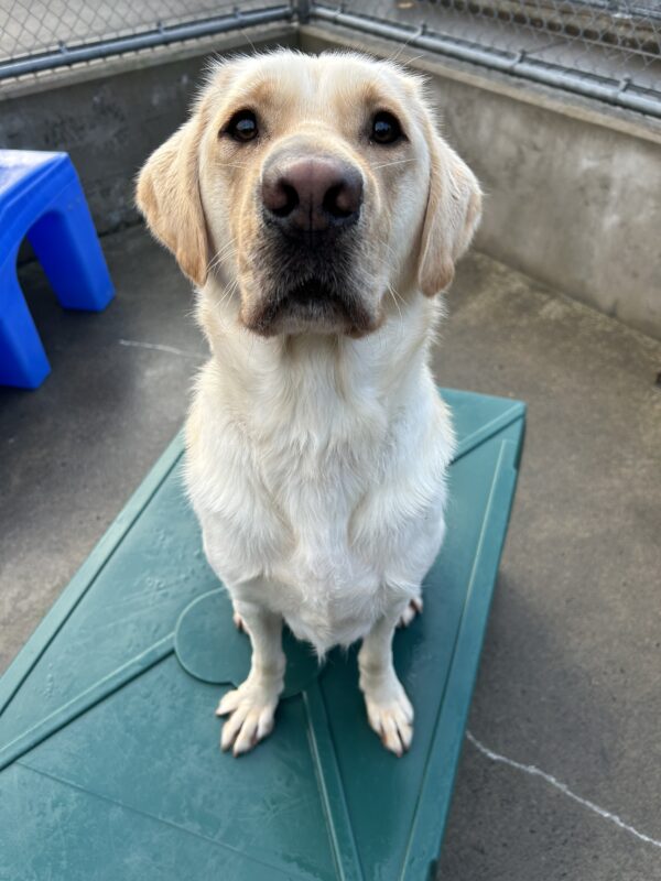 Yellow Labrador Retriever Cliff sits atop a green play structure, while he takes a photo break from playtime with friends. He looks directly at the camera making the color variations of his snout and stellar whiskers easily visible in this photo.