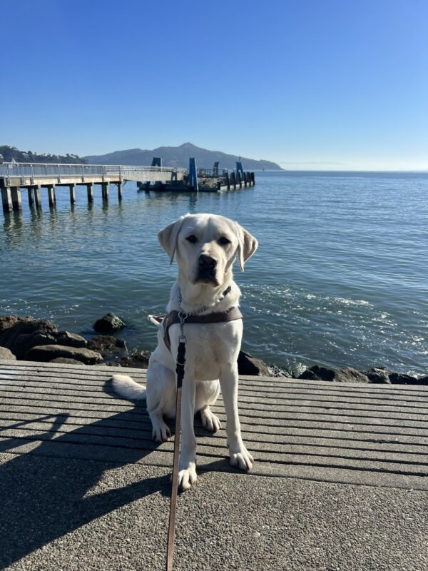 Titan sits in harness while looking directly into the harness. The bay is behind him with a dock in the background.