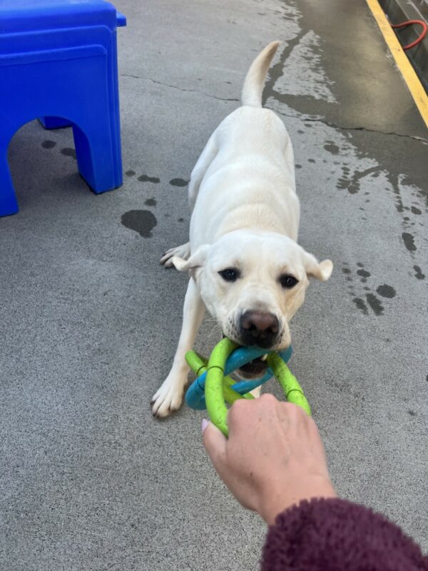 Titan is playing tug with a blue and green colored three-ring tug toy with his handler.