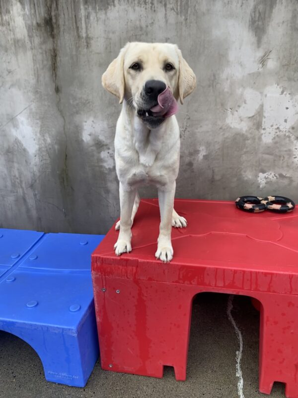 Kinley, an adorable yellow lab is standing on colorful play equipment in the community run area. Her ears are perked and she is looking intently at the camera with her dark brown eyes. Her tongue is flicked out as she licks her lips.