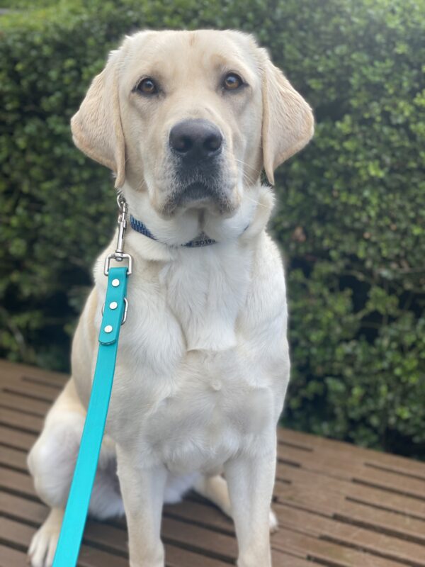 Kinley, an adorable yellow lab is sitting on a bench in front of a green bush. Her ears are perked and her is staring at the camera with her dark eyes in anticipation of a yummy snack after.