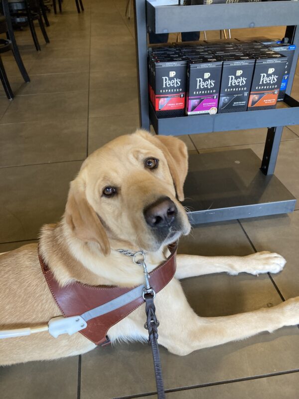 Dorothy is laying down in harness next to a coffee shop display. Her head is tilted to the right as she looks toward the camera.