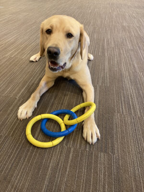 Dorothy is laying down on brown carpet with her mouth slightly open as she faces the camera. She has a 3-ring yellow and blue tug toy between her front legs and looks ready to play.