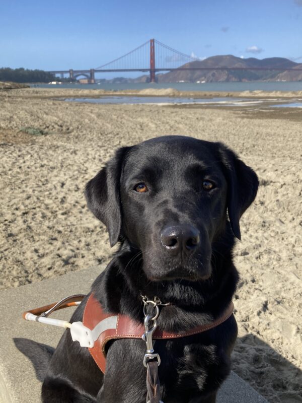 Delmar is sitting in harness at the edge of a sandy beach. The SF Golden Gate Bridge and blue sky is visible in the distance behind her.
