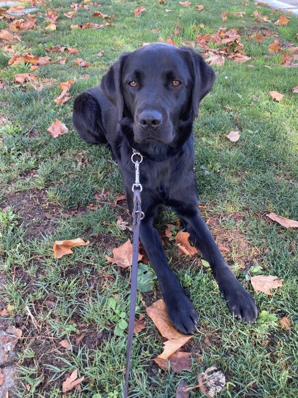 Delmar is laying on the green grass with some brown fall leaves scattered around her.