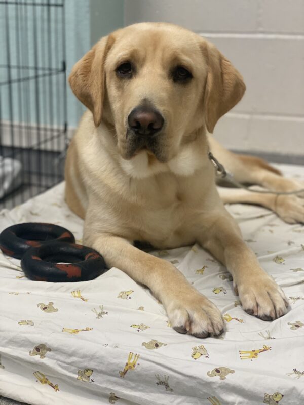 Alsworth, a handsome yellow lab is laying on a dog bed covered with an adorable cartoon animal print sheet. He is looking intently at the camera with his dark brown eyes and perked ears. Laying next to him is a figure eight goughnut toy.