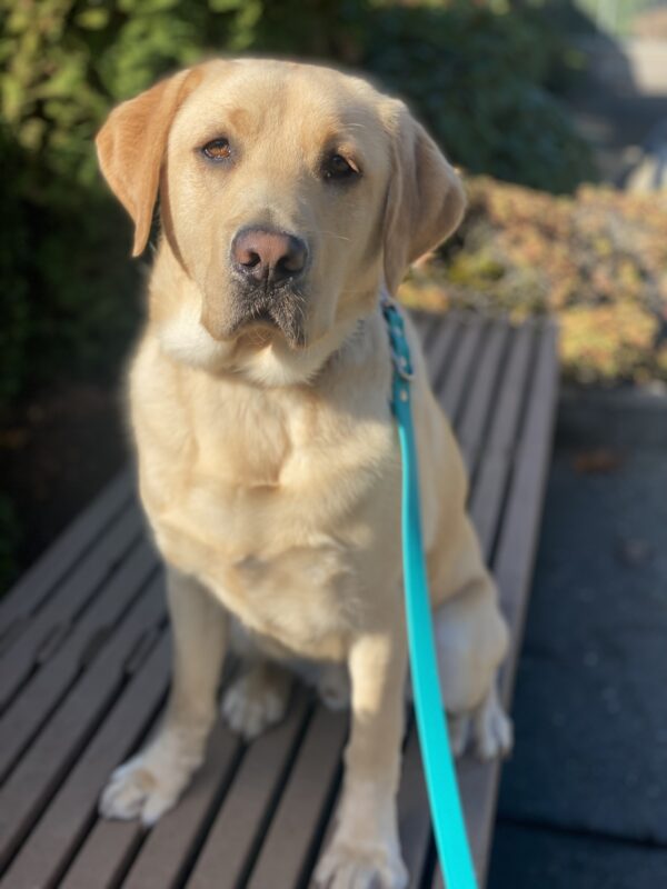 Alsworth, a handsome yellow lab is sitting outside on a bench on the Oregon campus while on a walk. Its a sunny day and the light is reflecting off his shiny yellow coat as he looks at the camera in anticipation of a yummy snack.
