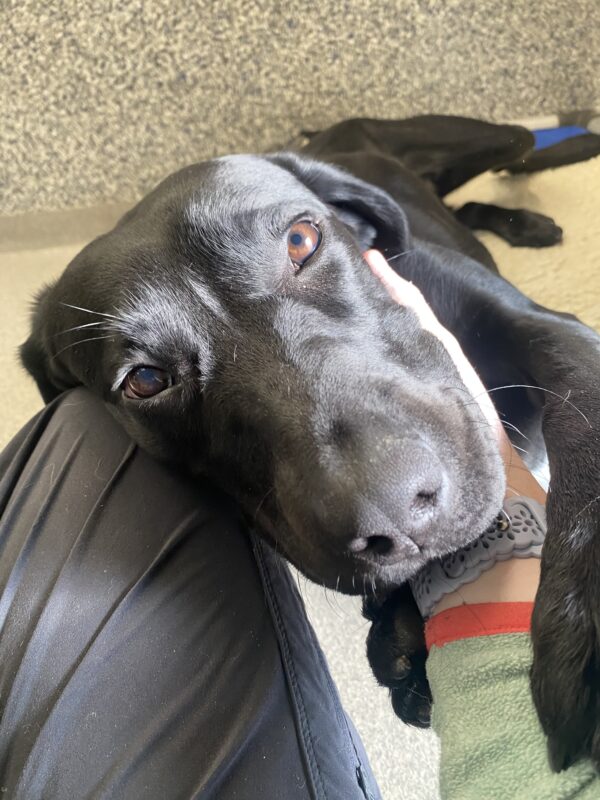 Helena, a sweet black lab is cuddling with a staff member, she is resting her chin in the staff members hand and looking up sweetly with her big brown eyes, as if she is asking for more cuddles. Both her front paws are lightly gripping the staff members forearm.