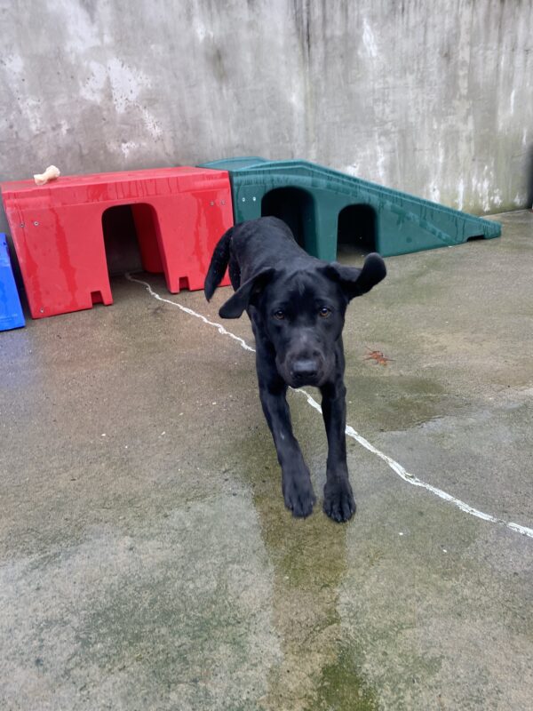 Captain, a petite black lab is playing in community run on the Oregon campus on a wet, rainy day. She is flying through the air with both her front paws off the ground. Her ears are flopping forward and her face is squished. Behind her is colorful play equipment.