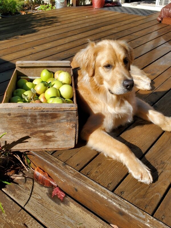 Bart glows in the sunlight as he lays next to a crate of green apples on a wooden patio.