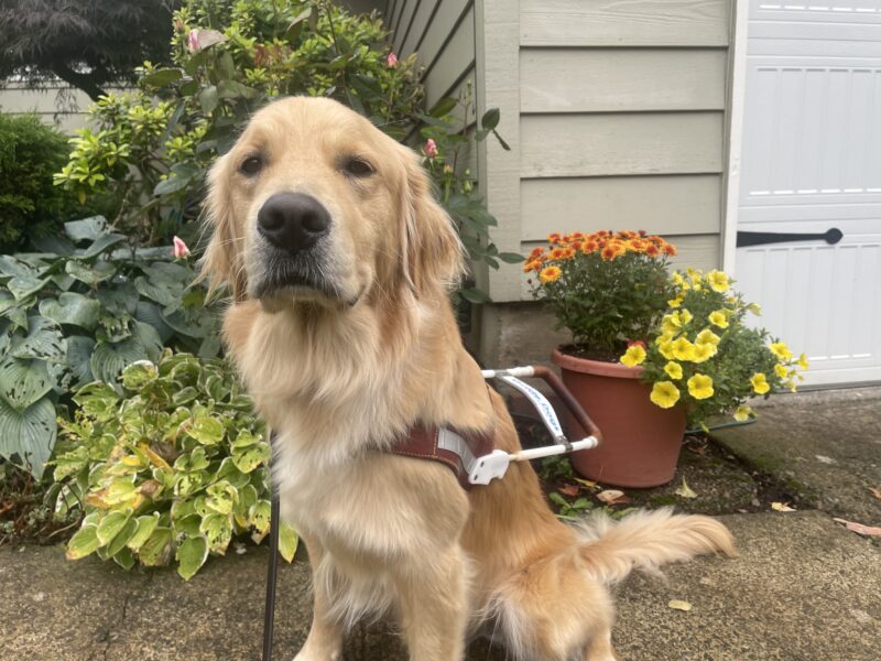 Bart looks straight into the camera with a soft smile on, as he sits in harness in front of some potted flowers and shrubbery.