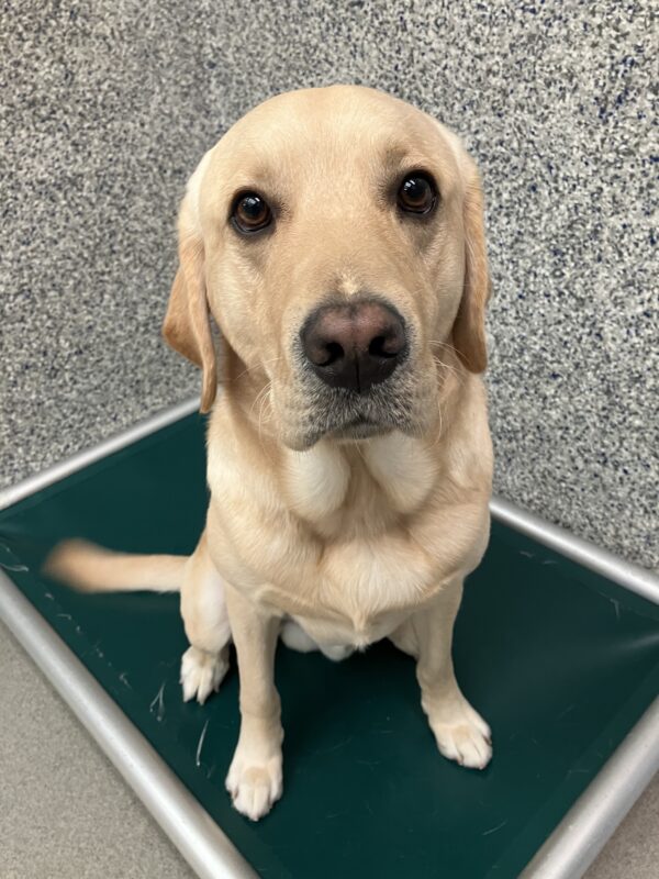Yellow Lab Jersey is sitting on a green bed in his kennel. He is looking up to the camera with his big, round eyes. His tail is a blur because it is playfully wagging.