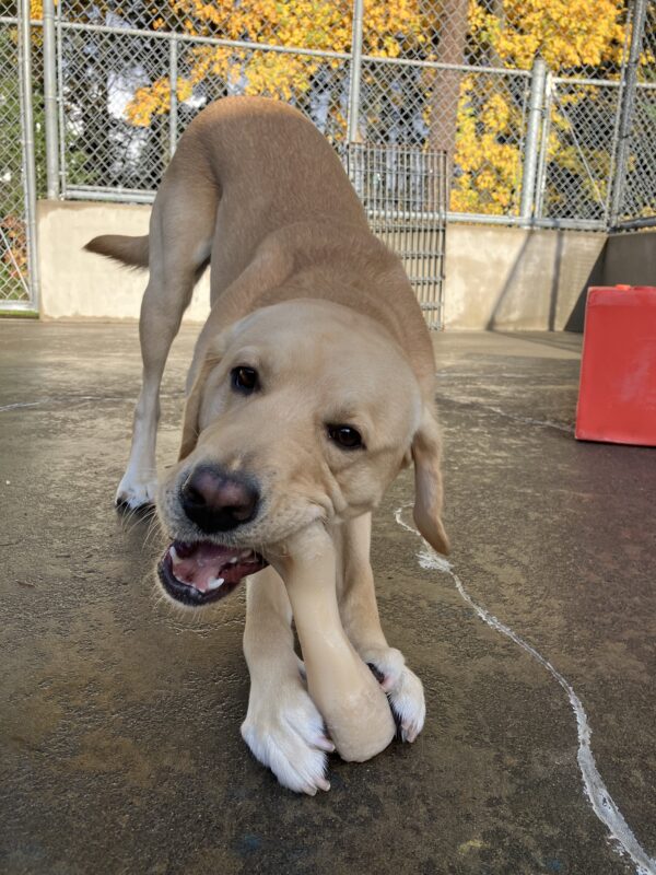 Yellow Lab Jersey is in the community run area in a playbow position, holding a nylabone with his front feet. He is chewing on the nylabone, head tilted and looking at the camera.