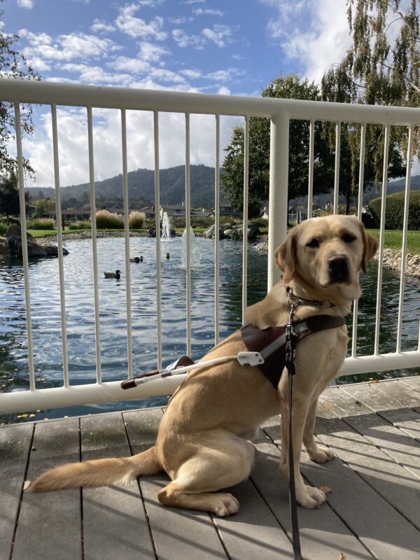 Flora sits in harness on a bridge with a pond with fountains in the background.