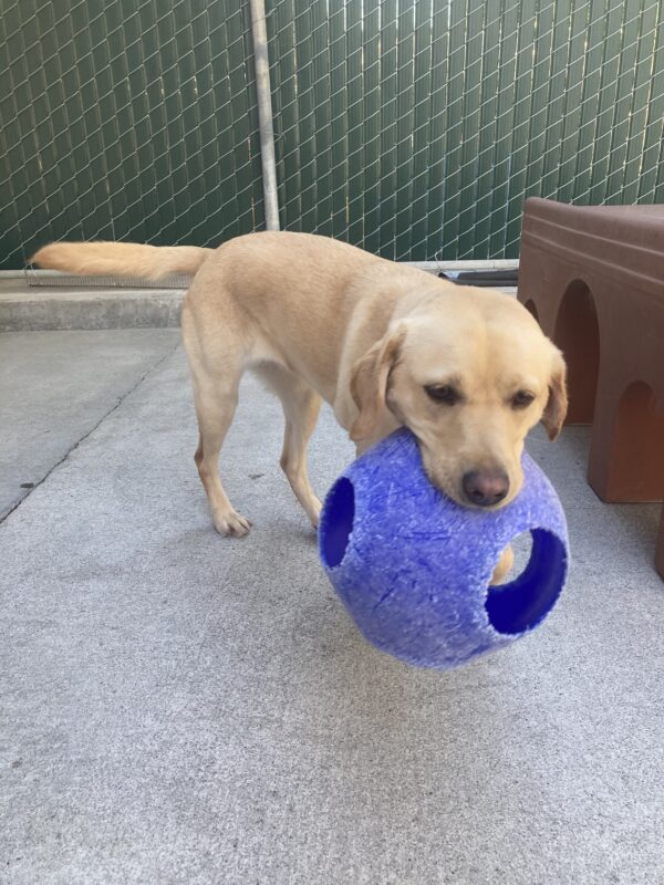 Flora is running in community run holding a blue jolly ball.