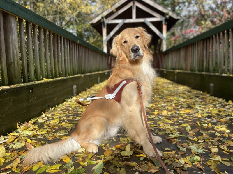 Brinker, a Golden Retriever, is sitting in harness on a wood bridge that is covered in yellow leaves. He is looking at the camera and there is a wood structure in the background.