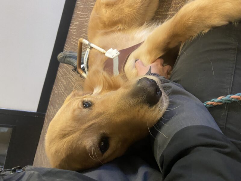 Brinker is cuddling between his instructors legs while taking a break from guidework. His head is resting on his instructors arm that is giving him scratches on his chest and peering up at the camera.